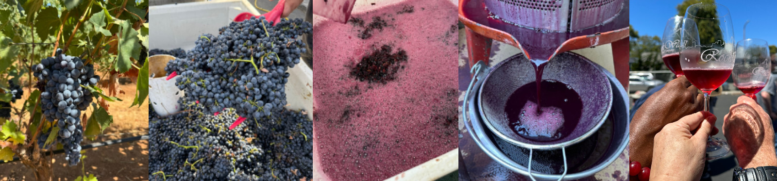 Fresh Wine Grapes Fresh Wine Grapes